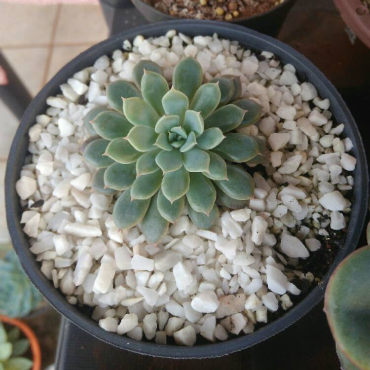 plant image 693548