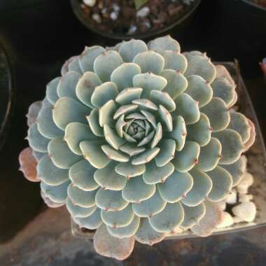 Echeveria Pinwheel