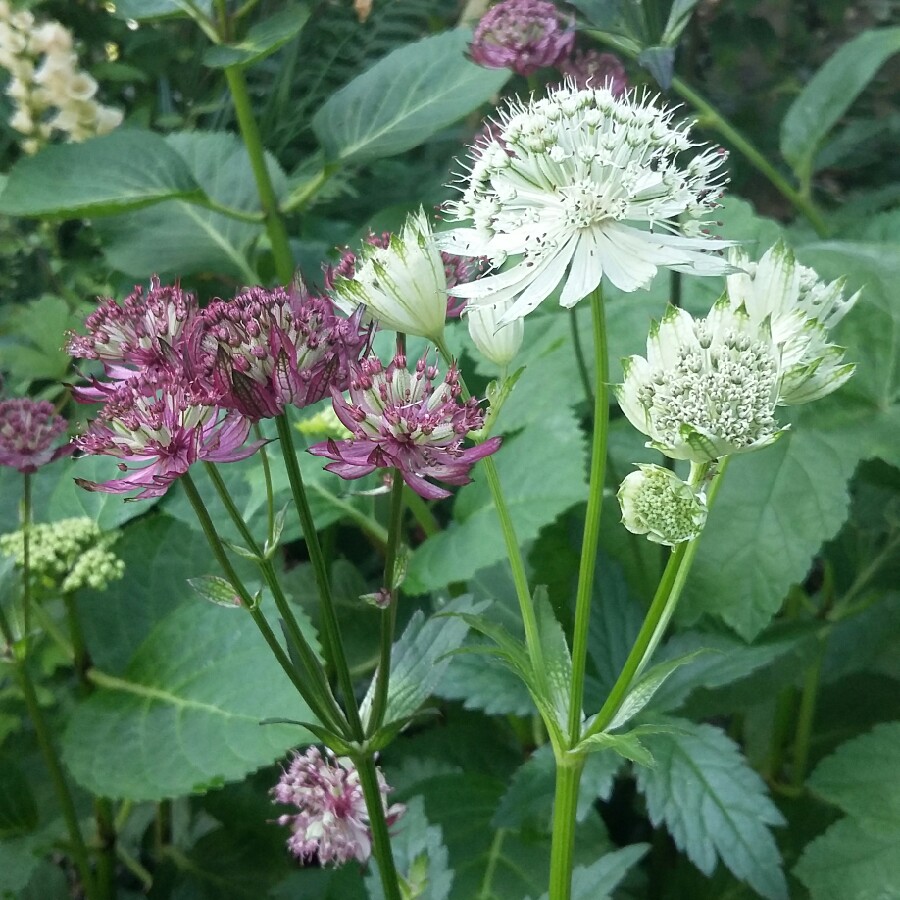 Natalie's garden
