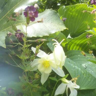Natalie's garden