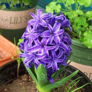 Hyacinthus orientalis 'Blue Jacket'
