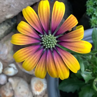 African Daisy 'Serenity Blue Eyed Beauty'