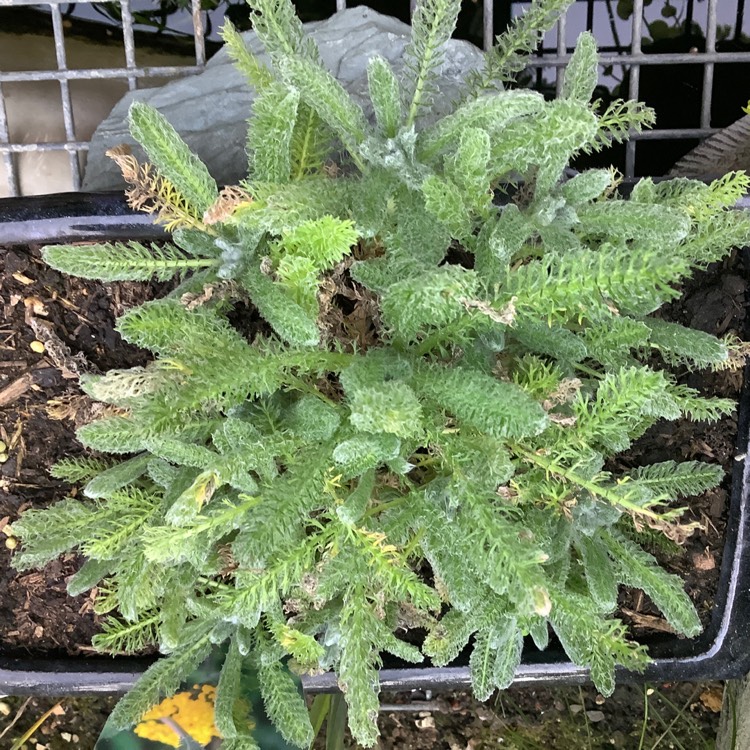 plant image 1512243