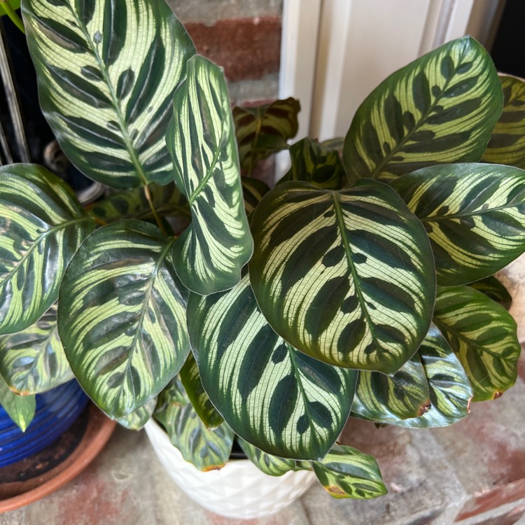 Plant image Calathea Albertii syn. Maranta albertii ; Calathea glaziovii