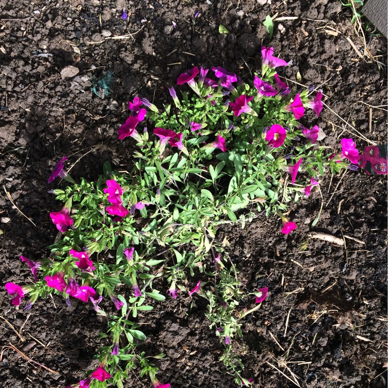 plant image 145577