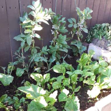 Heather's garden