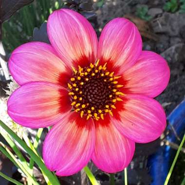Dahlia
