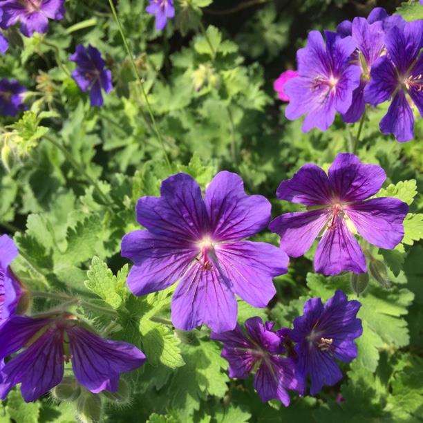 Purple Cranesbill
