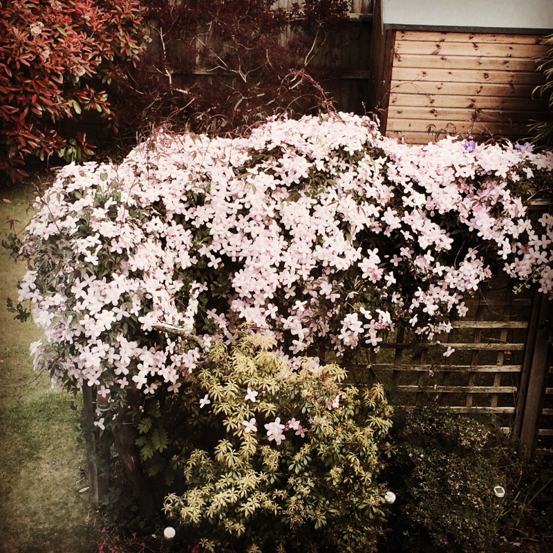 Heather's garden