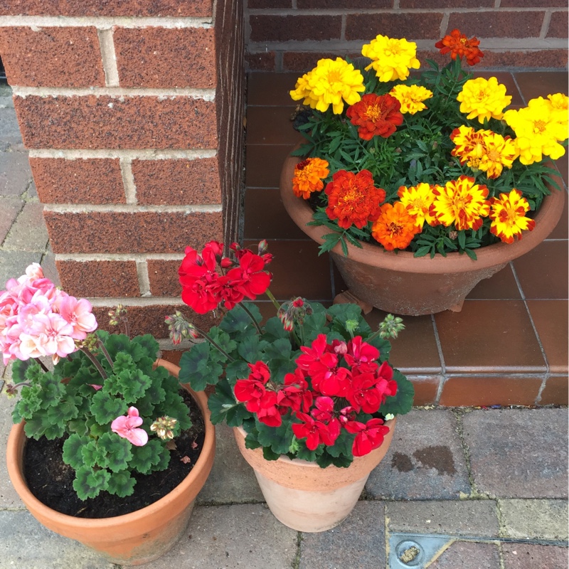 Heather's garden