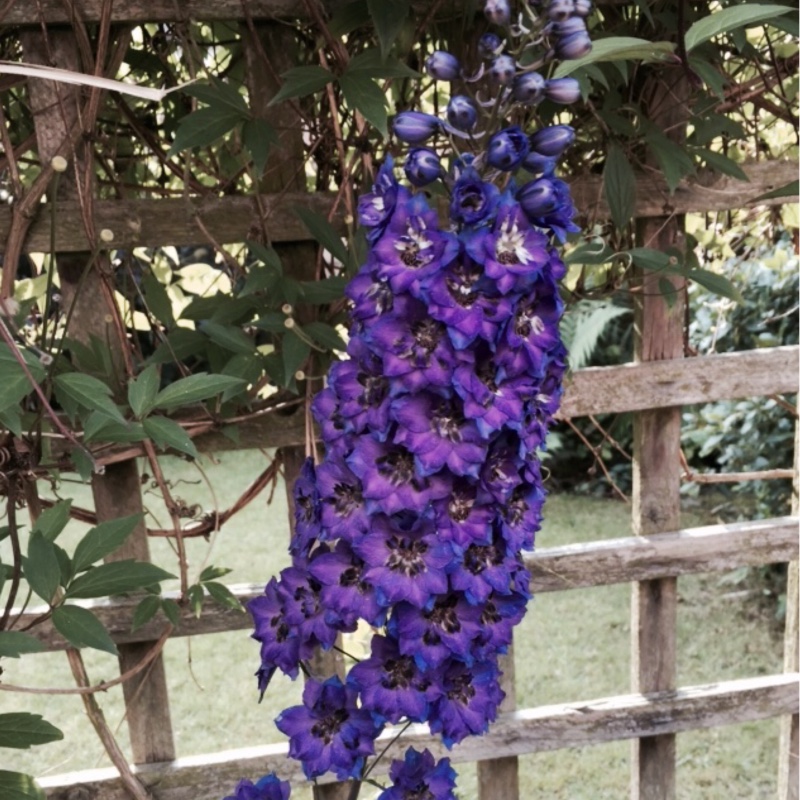 Delphinium 'Morning Lights'