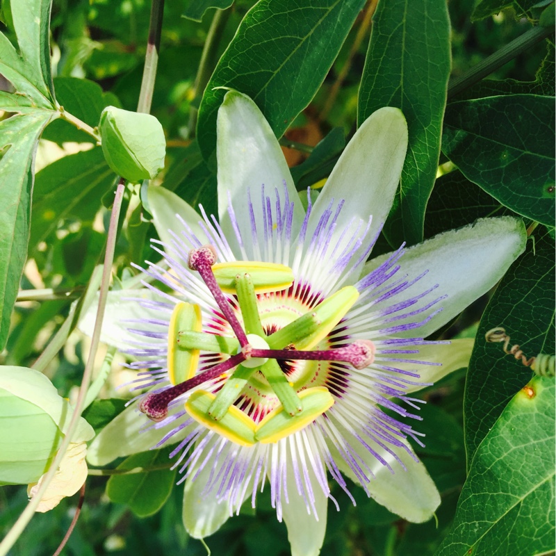 Passion flower 'Imperatrice Eugenie'