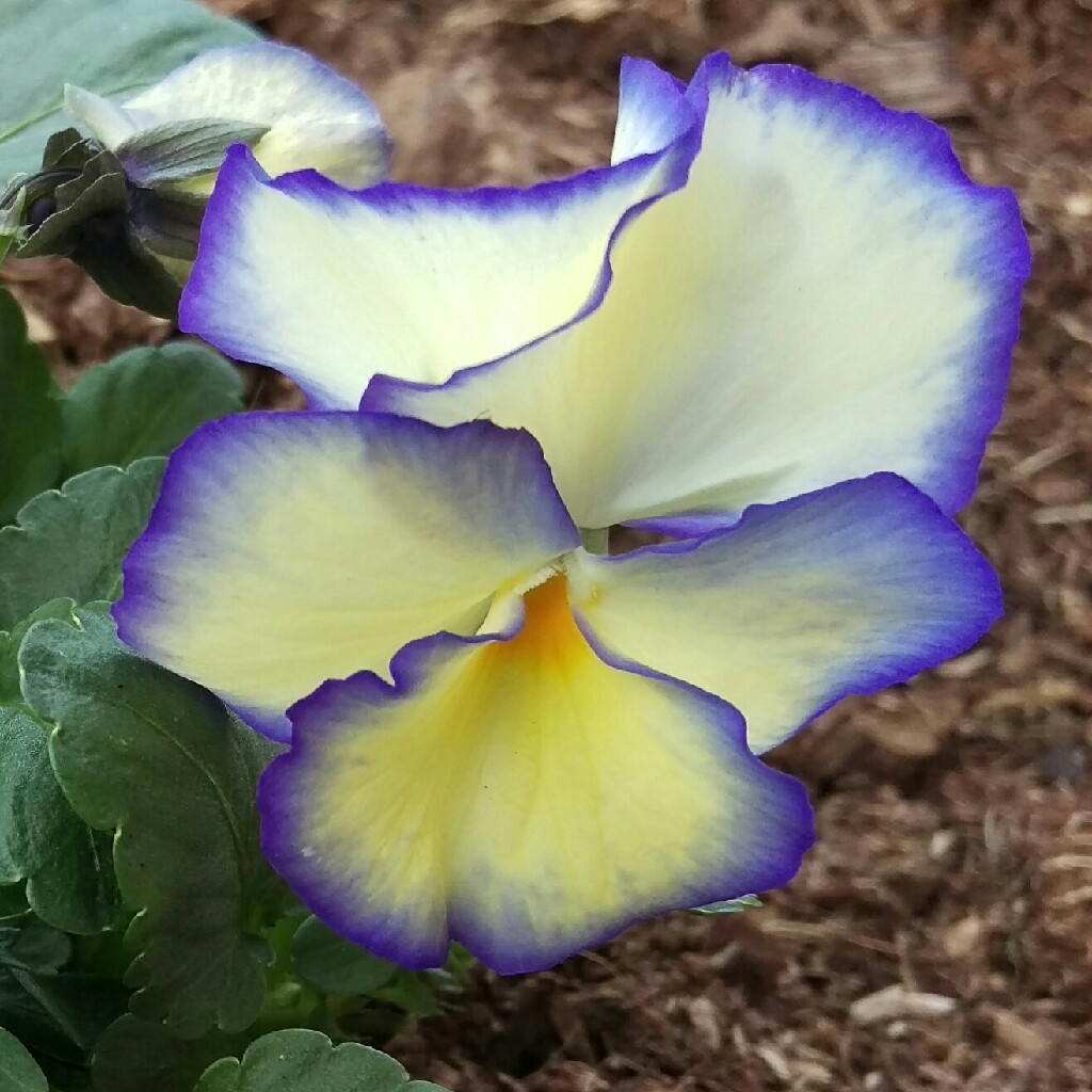 Plant image Viola cornuta 'Etain'