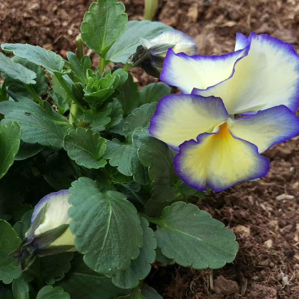 Plant image Viola cornuta 'Etain'