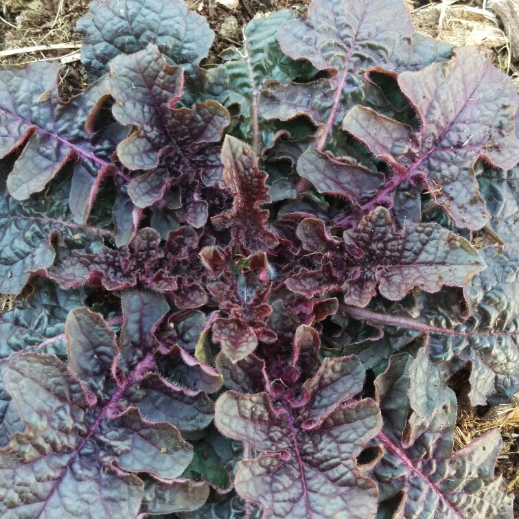 Plant image Salvia lyrata 'Purple Knockout'