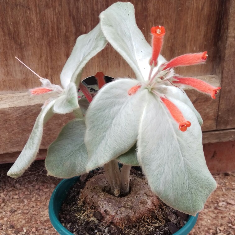 Sinningia leucotricha syn. Rechsteineria leucotricha