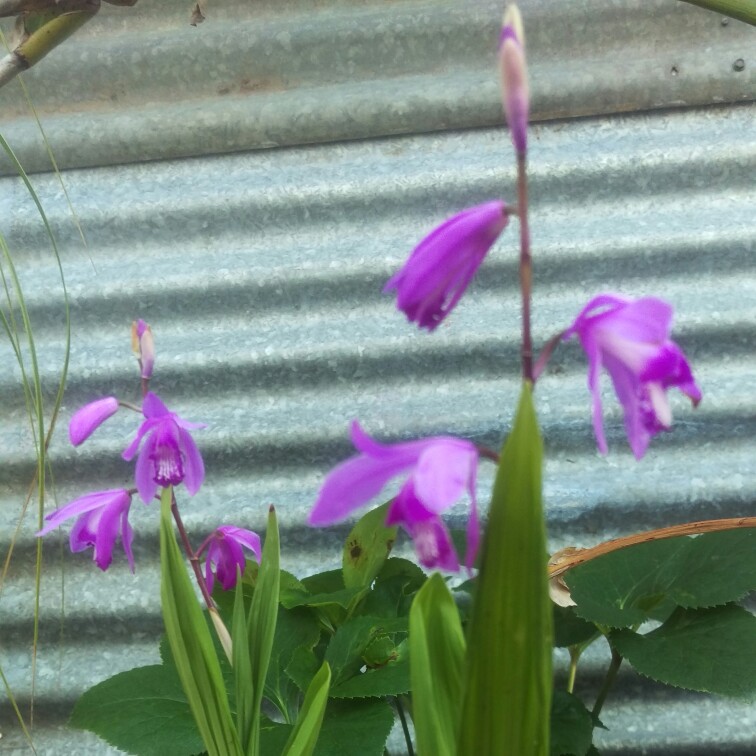 plant image 278993