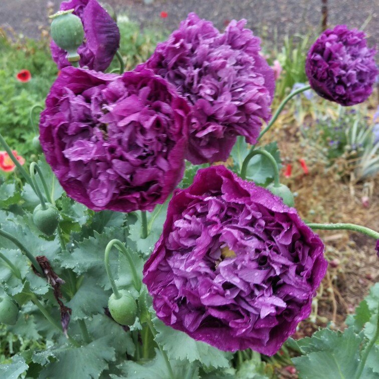 Plant image Papaver orientale 'Pink Ruffles'