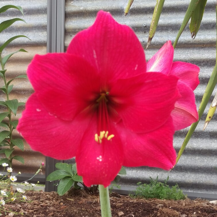 Plant image Hippeastrum 'Eternal Princess'