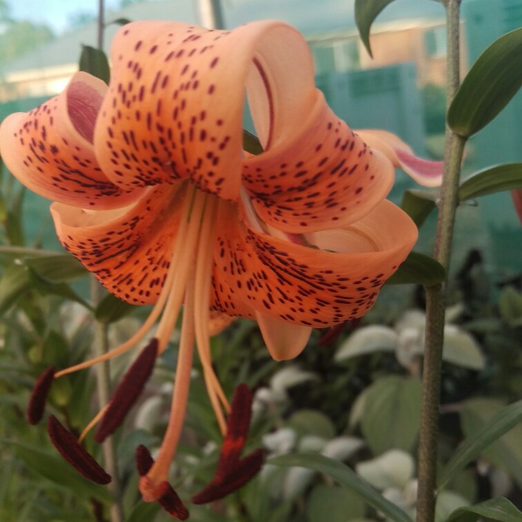 plant image 286318