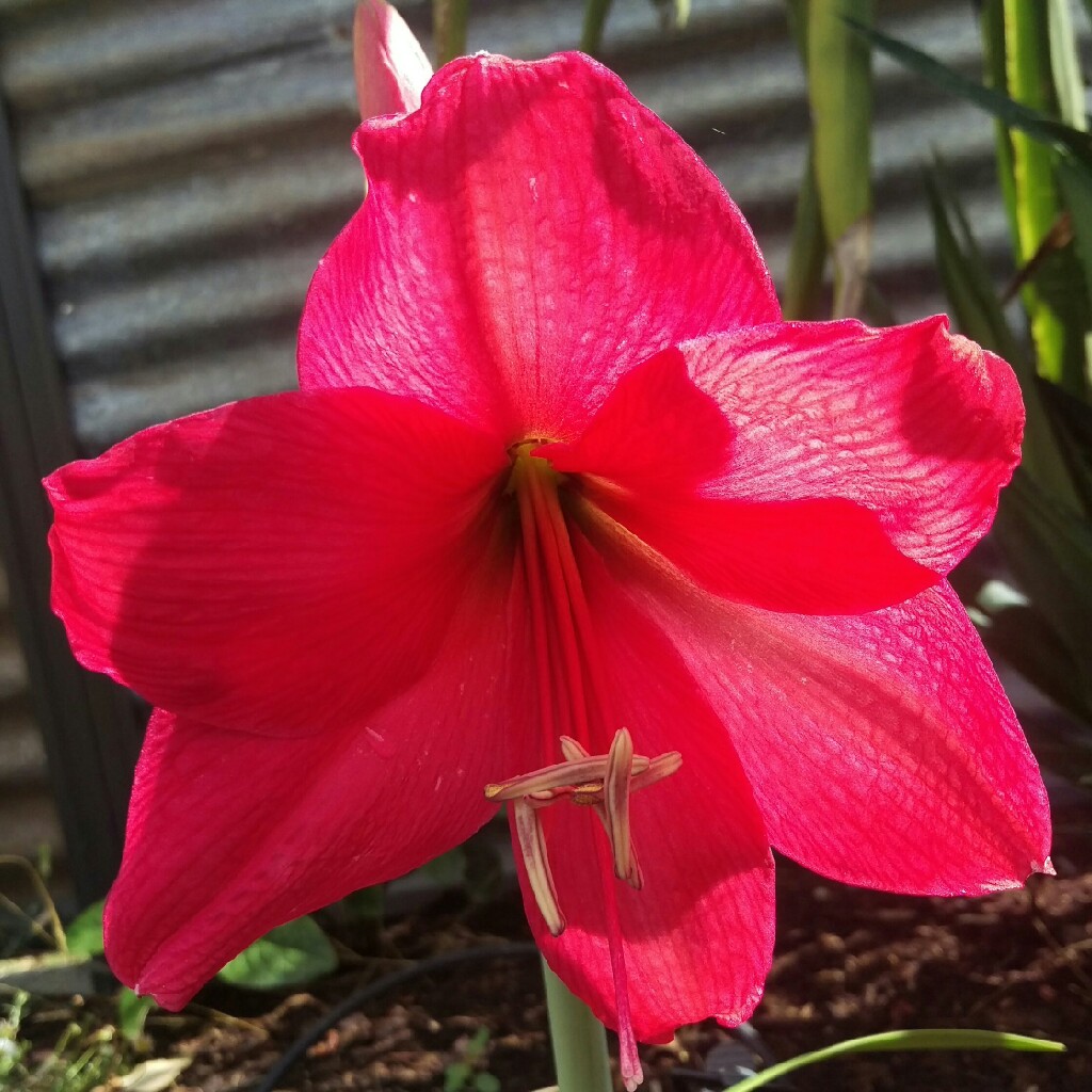 Hippeastrum