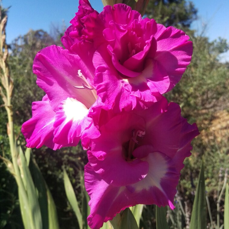 Gladiolus
