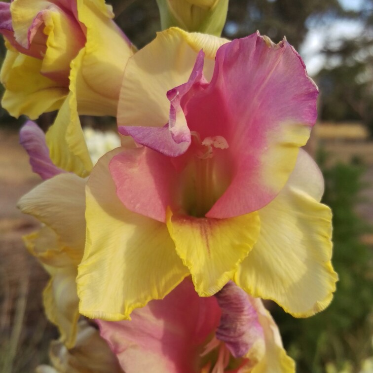 Gladiolus