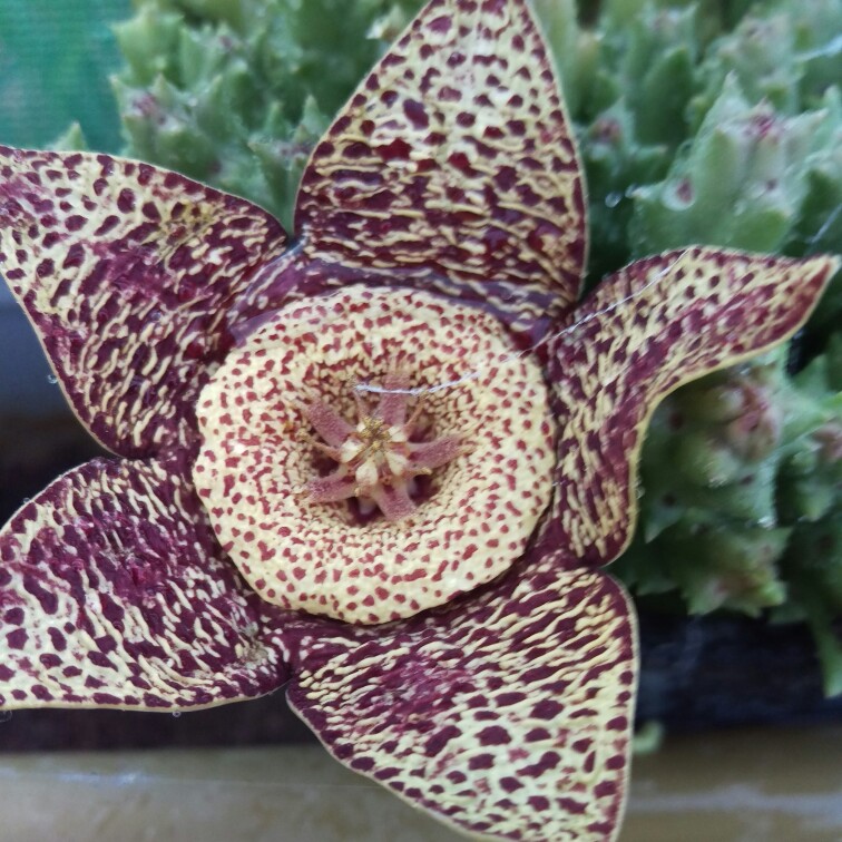 plant image 296403