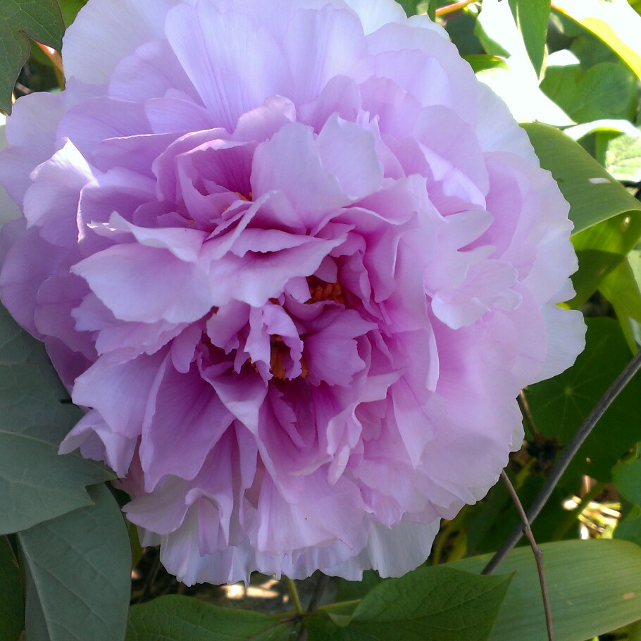 Plant image Paeonia x suffruticosa 'Lan Bao Shi' syn. Paeonia x suffruticosa 'Blue Sapphire', Paeonia x suffruticosa 'Blue Jewel'