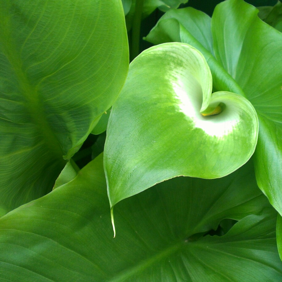 Plant image Zantedeschia aethiopica 'Green Goddess'