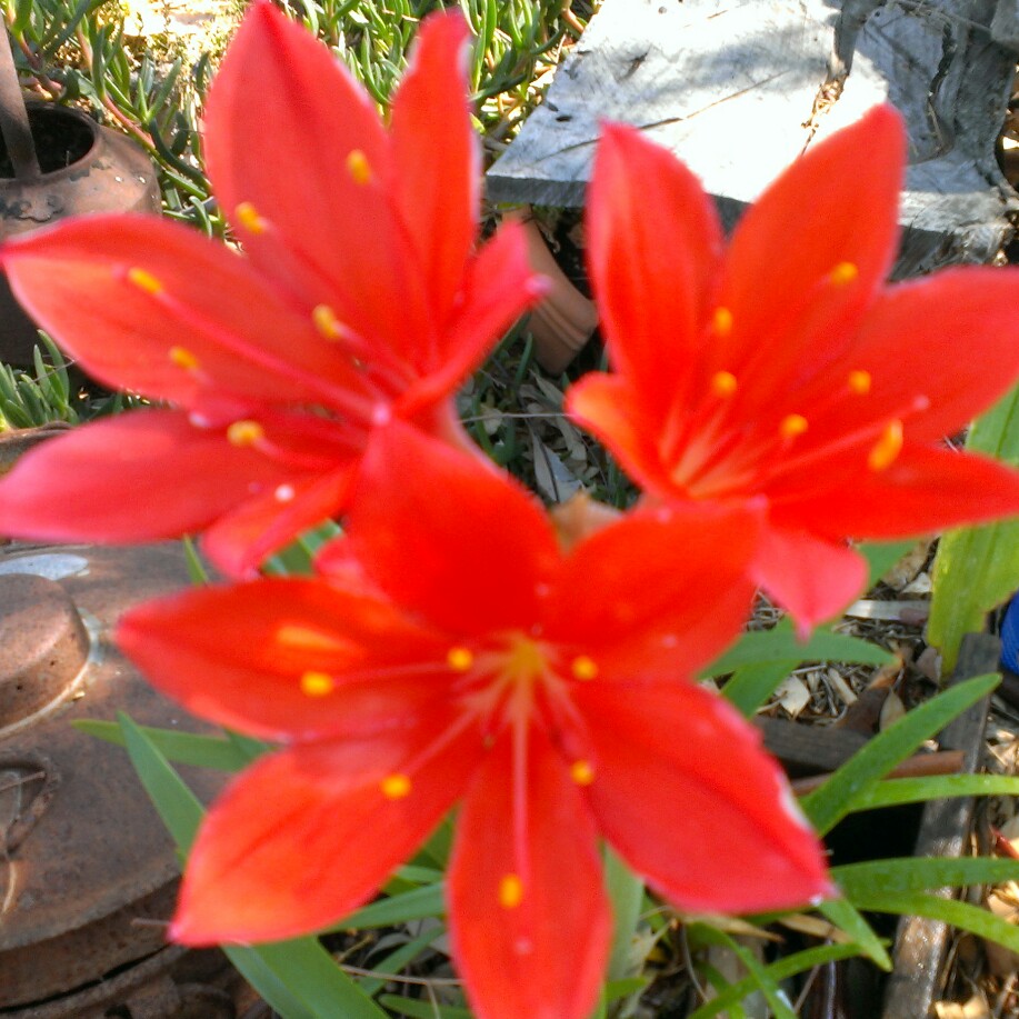 Plant image Vallota speciosa