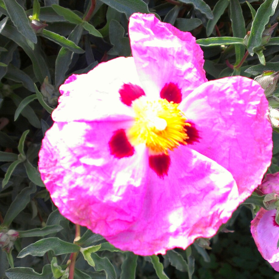 plant image 31759 plant image 31759