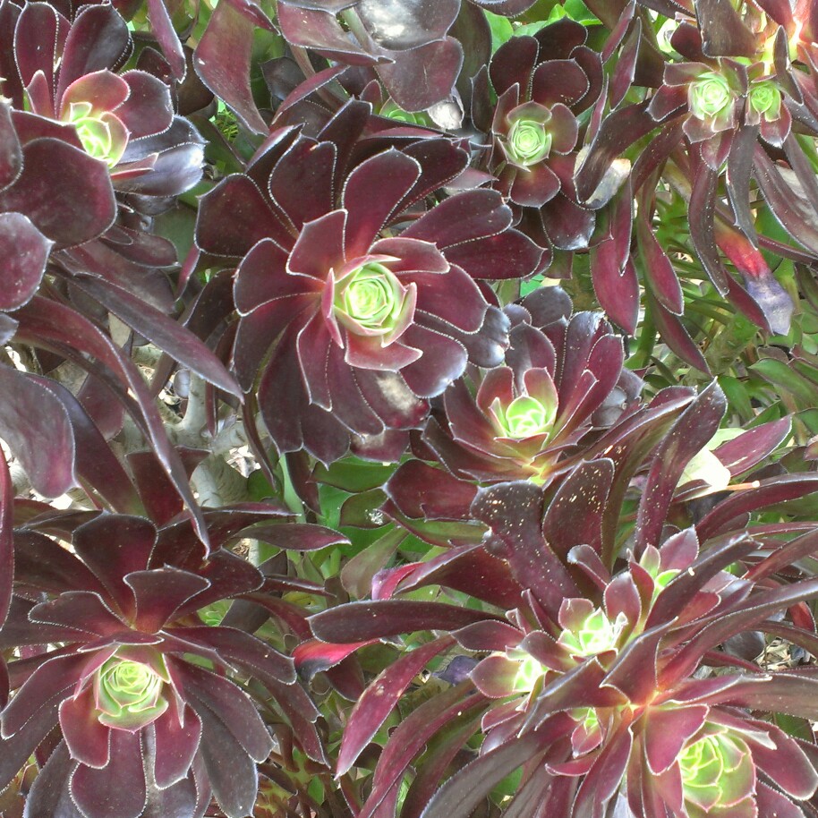 Plant image Aeonium Arboreum Chocolate Rose