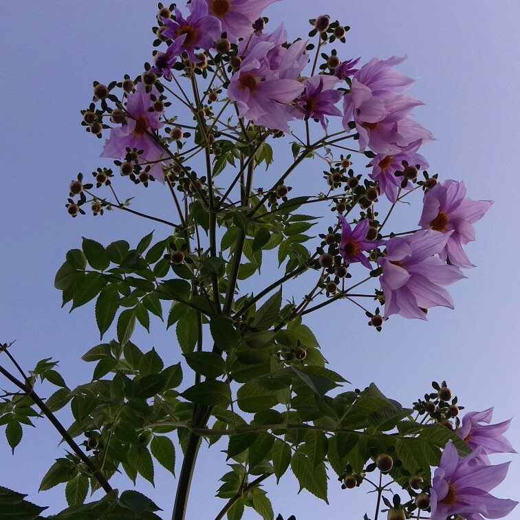 plant image 32265