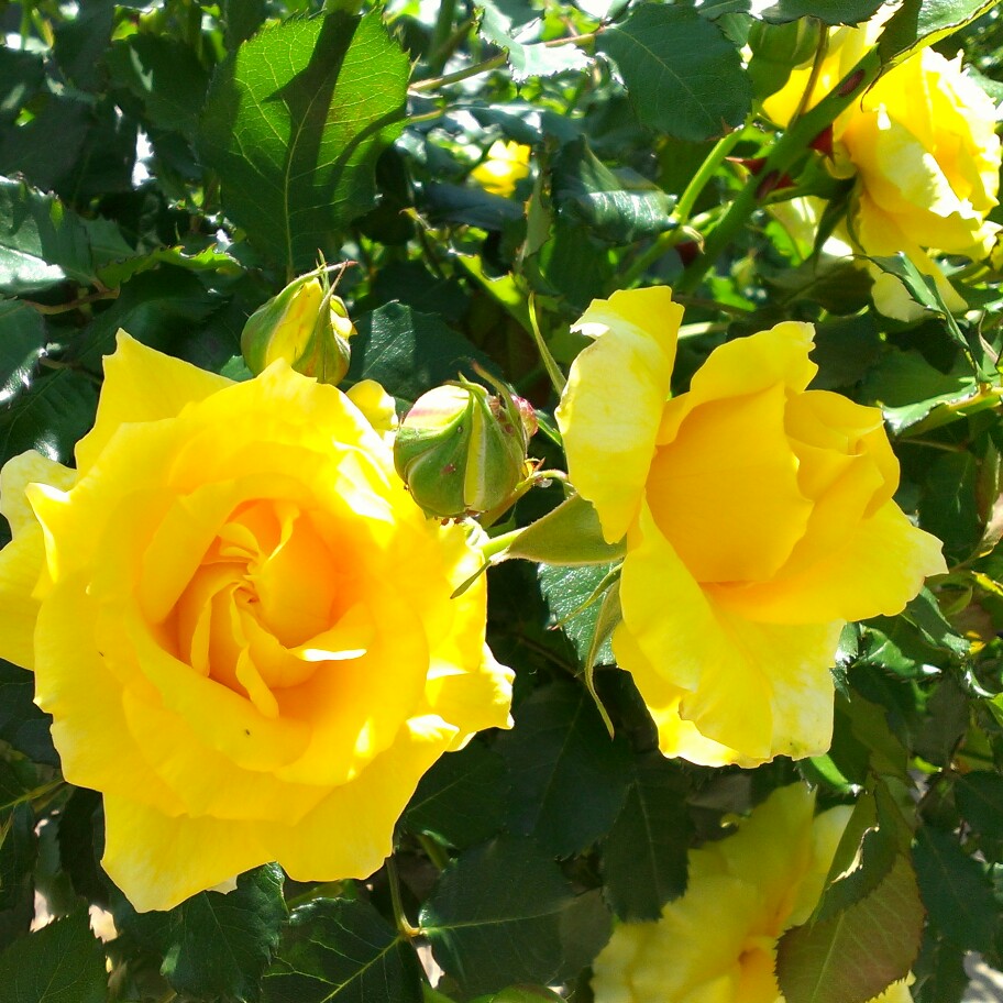 Plant image Rosa 'Gold Bunny'