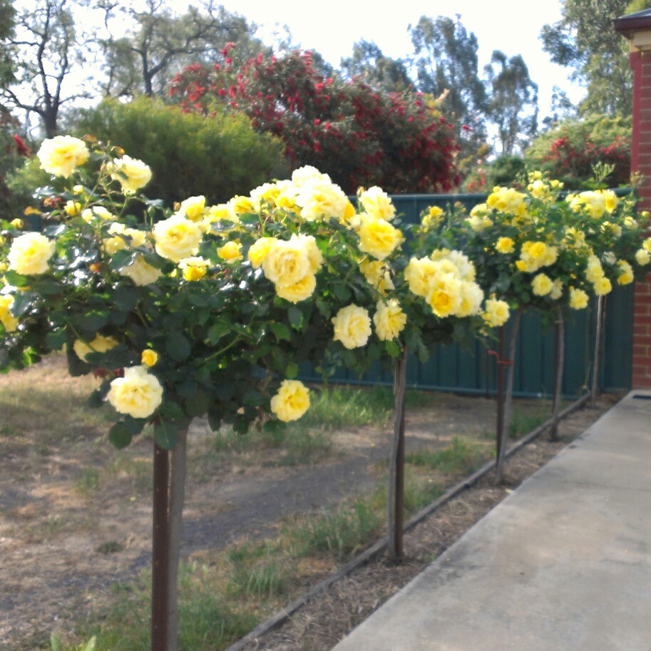 Plant image Rosa 'Gold Bunny'