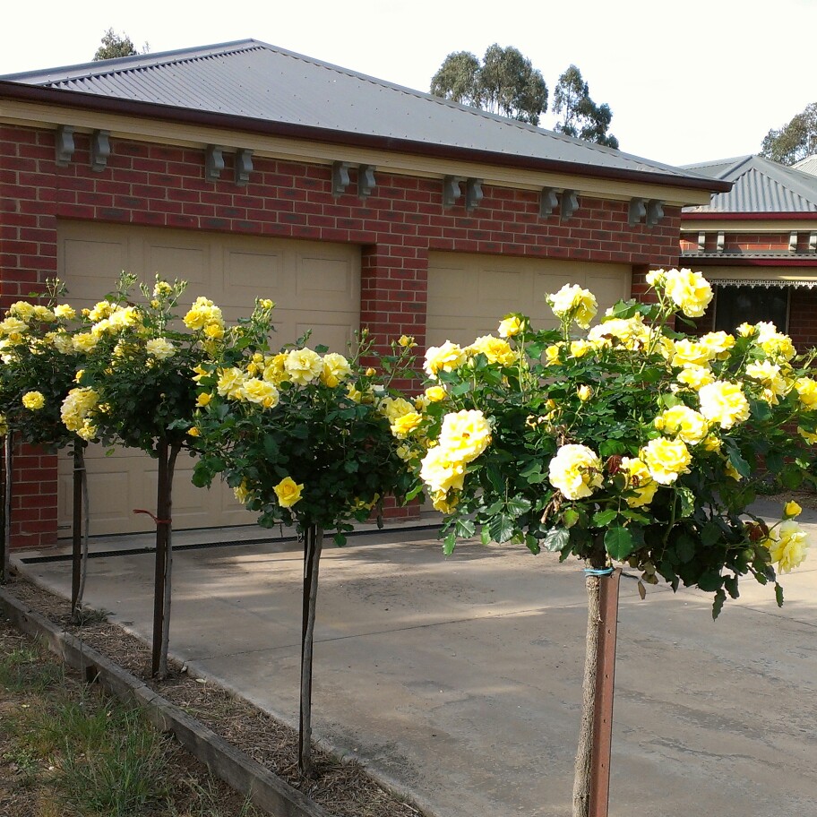 Plant image Rosa 'Gold Bunny'