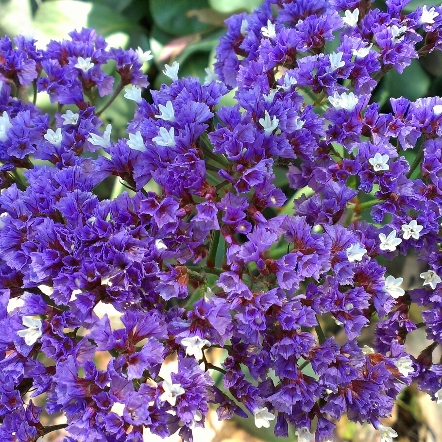 Plant image Limonium sinuatum 'Blue Sky'