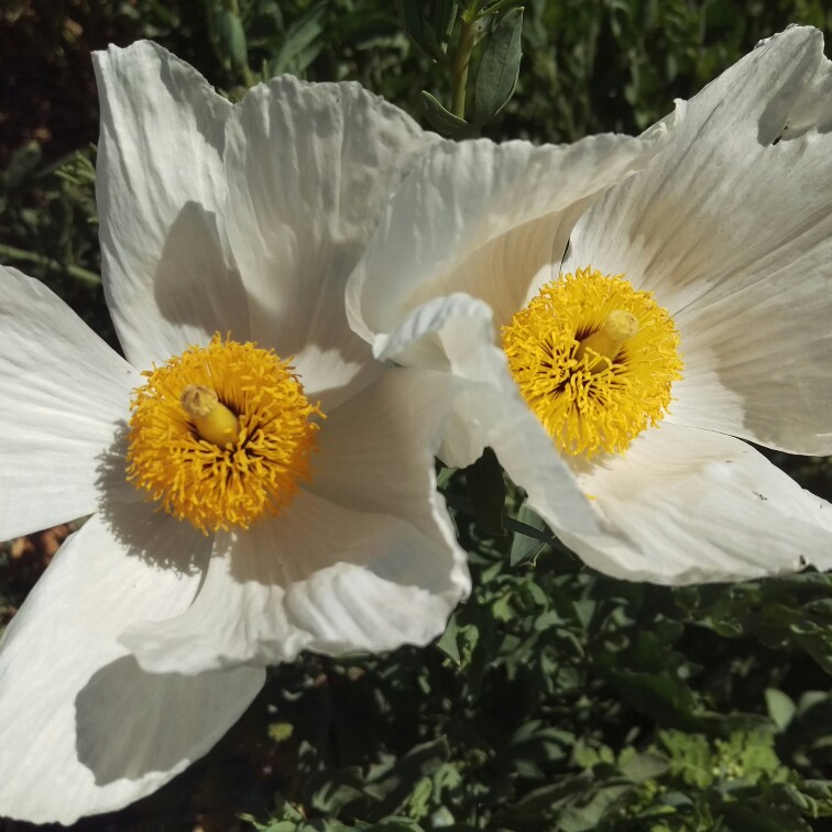 Romneya coulteri