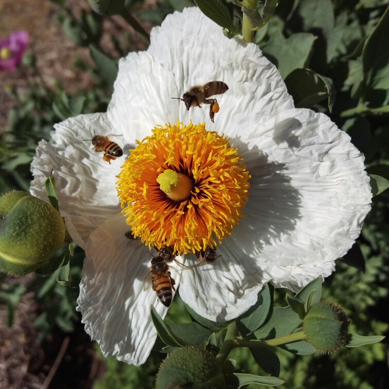 plant image 32435 plant image 32435