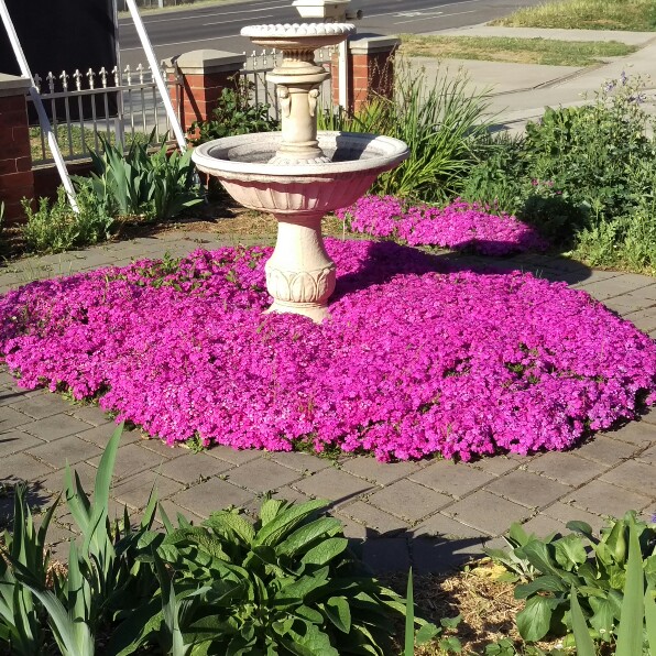 Phlox subulata 'Emerald Cushion' syn. Phlox subulata 'Emerald Cushion Pink', Phlox subulata 'Emerald Pink'