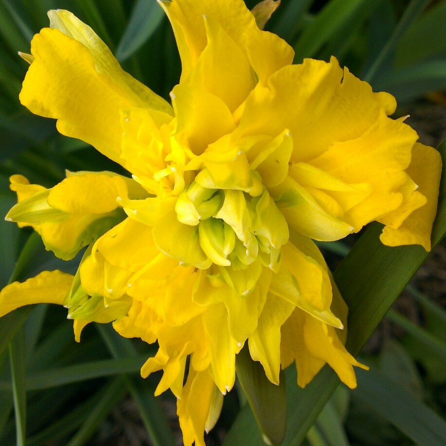 Narcissus