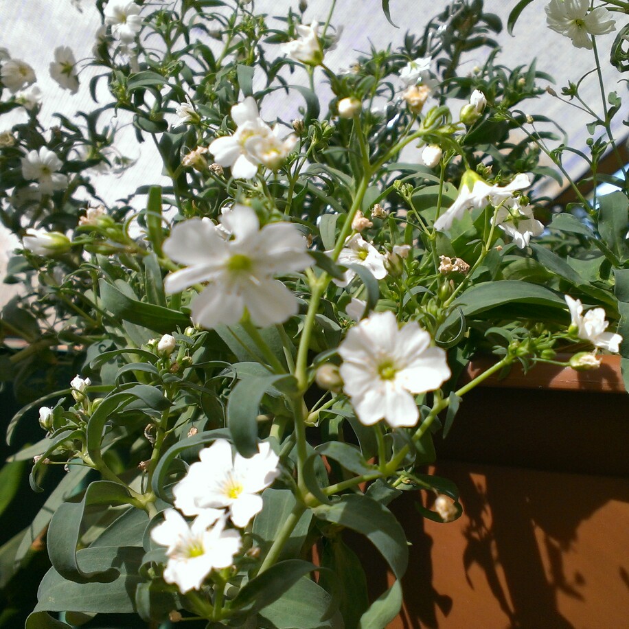 Plant image Gypsophila elegans