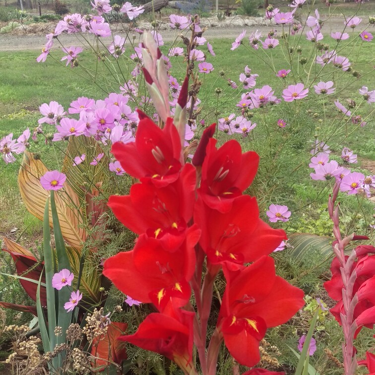 Gladiolus