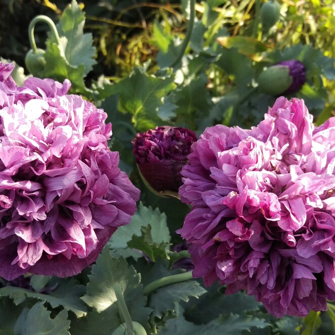 Papaver