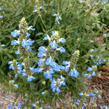 Salvia uliginosa