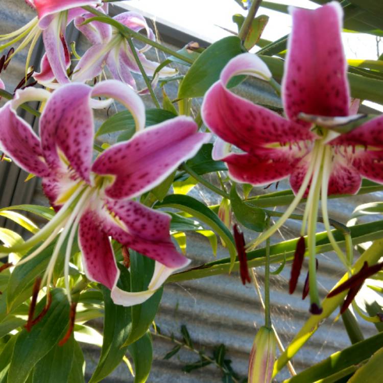 plant image 649408