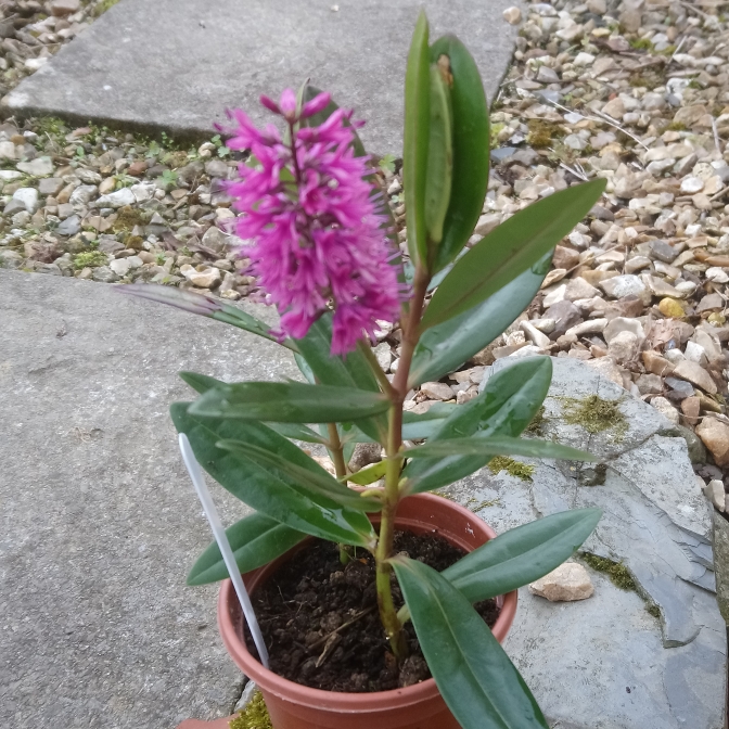 plant image 660227