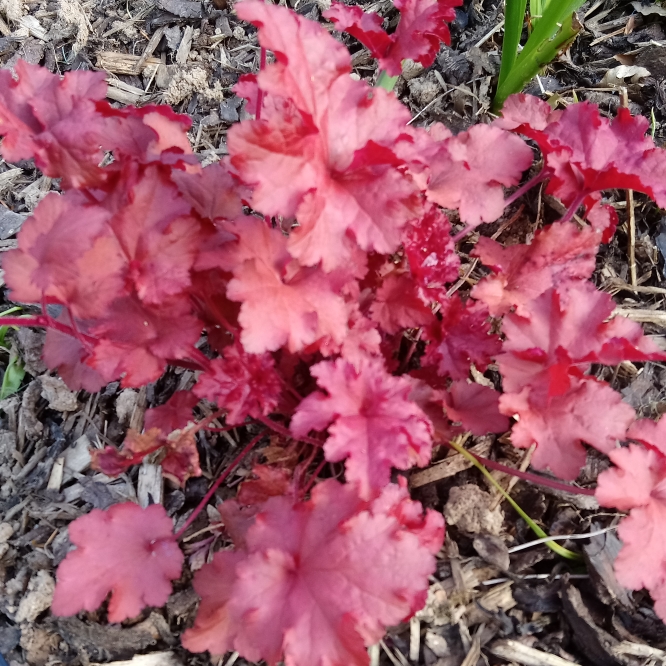 Plant image Heuchera 'Cherry Cola'