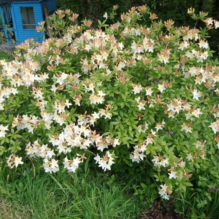 Plant image Rhododendron 'Daviesii'